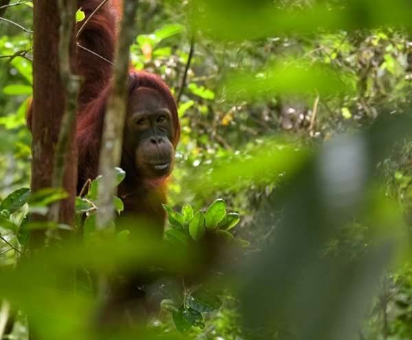 Bukit Lawang Orangutan Viewing Center