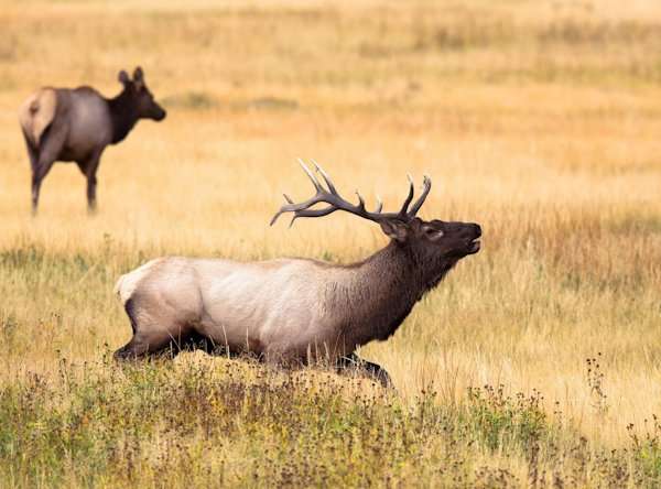 Yellowstone Safari, Elk