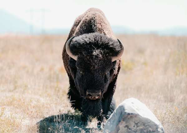 Yellowstone safari, American Bison