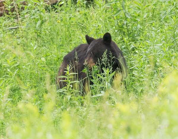 Yellowstone Safari, Black Bear