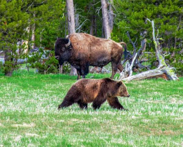 Yellowstone Safari, Grizzly bears