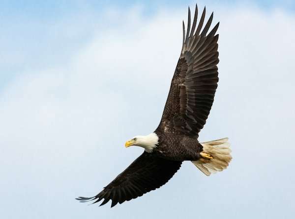 Yellowstone Safari, Bald Eagle