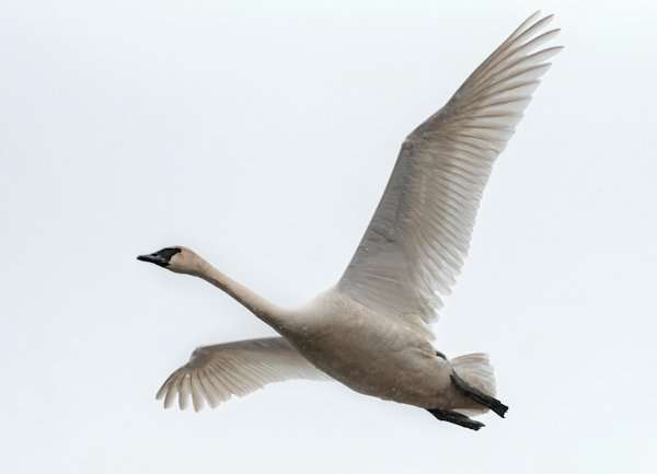 Yellowstone Safari, Trumpeter Swan