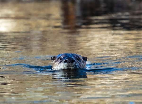 Yellowstone Safari, river otter