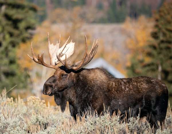 Yellowstone Safari, Moose