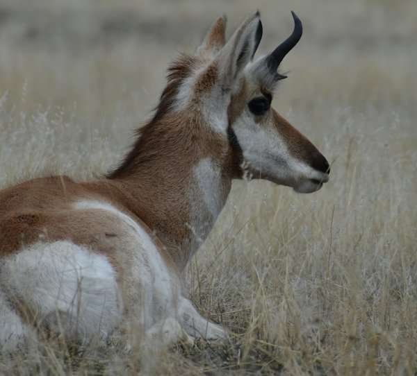 Yellowstone Safari, pronghorn