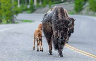 How to Plan a Yellowstone Park Safari With KAYAK