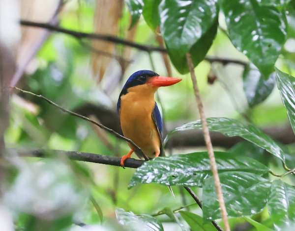 Atherton Tablelands, Buff-breasted paradise kingfisher