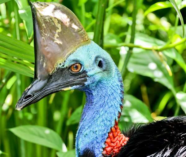 Southern Cassowary, Cairns Australia Trip