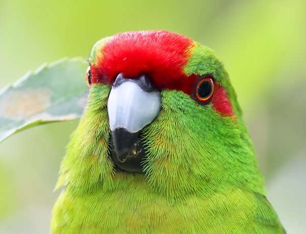 Lochmara Lodge Wildlife Recovery and Arts Centre: A Fusion of Nature and Creativity