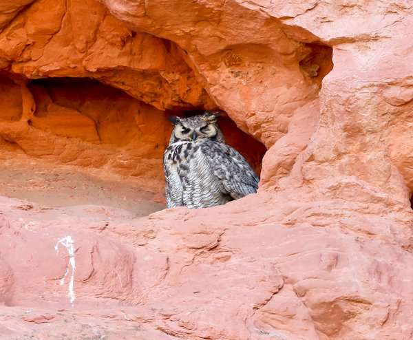 Wildlife in Garden of the Gods