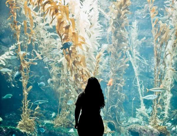 Birch Aquarium