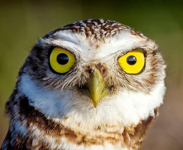 Private Safari at Lake Mead, burrowing owl