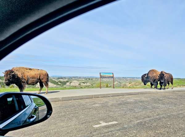 Bison, safari, North Dakota