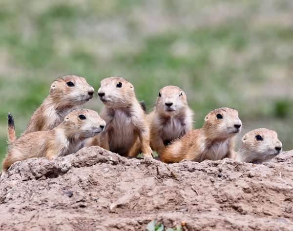 Prairie Dogs