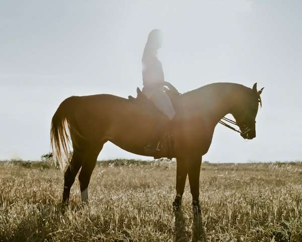 Horseback Riding