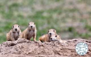 Top Things to Do at Theodore Roosevelt National Park