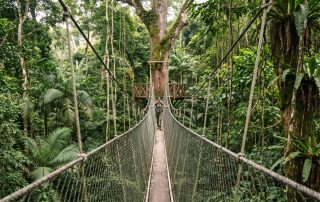 Deep in Taman Negara: Canopy Walkway Logistics & Flashpacker Jungle Trekking (East Coast Day 2)
