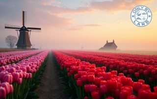 Hidden Tulip Fields Netherlands: A Local's Secret Guide (2025)