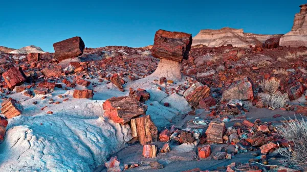 Petrified Forest National Park