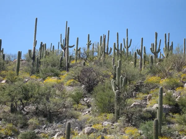 Saguaro National Park