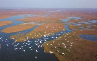 Aerial view of Djoudj National Bird Sanctuary wetlands in Senegal with flocks of birds flying over water