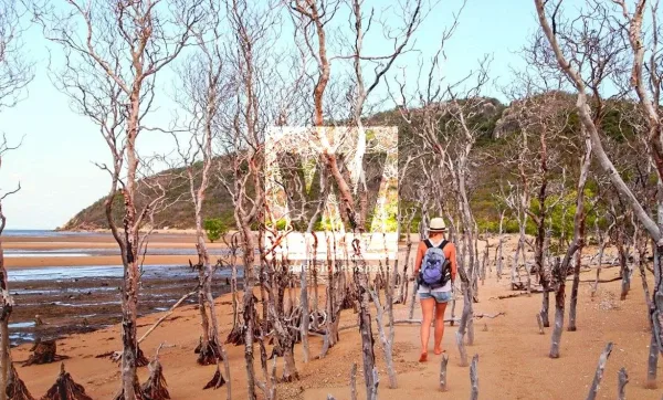 Stroll the Hidden Boardwalks of Pallarenda, things to do in Townsville