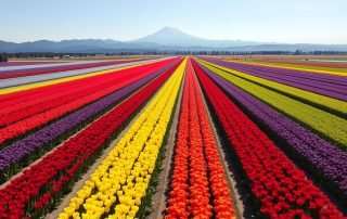 Aerial view of colorful tulip fields at the Skagit Valley Tulip Festival with Mount Baker in the background