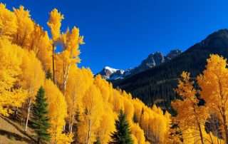 Golden aspen trees contrasting against blue mountain sky in autumn