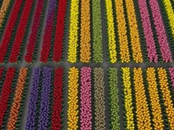Rows of multicolored tulips creating patterns at Skagit Valley Tulip Festival Rows of multicolored tulips creating patterns at Skagit Valley Tulip Festival
