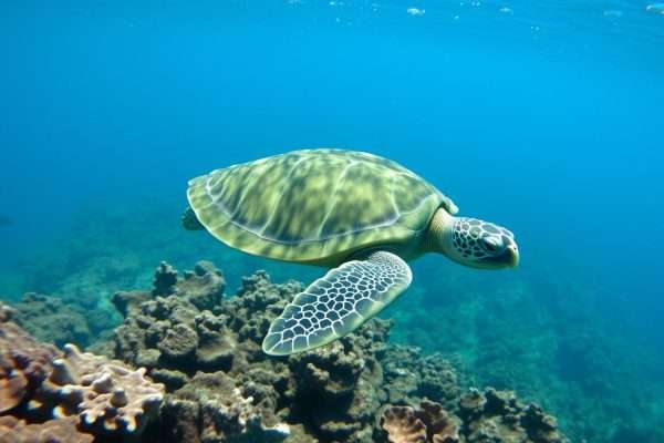 A Hawaiian green sea turtle swimming near the coral reef at Two Step Beach