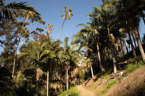 Palm Canyon Trail, things to do in Balboa Park