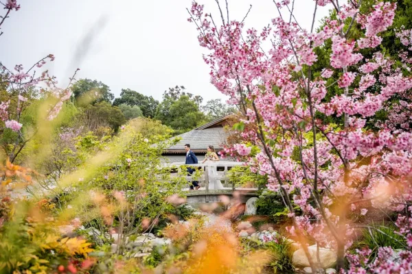 Japanese Friendship Garden, San Diego
