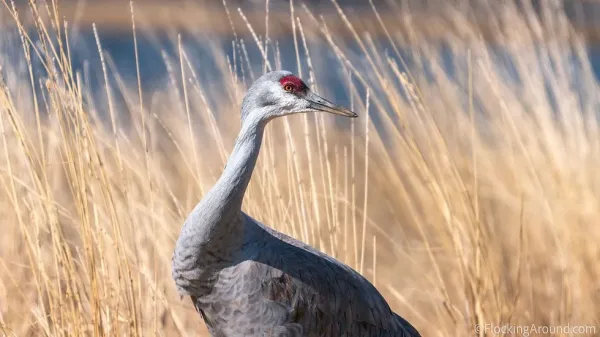 Loess Bluffs National Wildlife Refuge, Missouri
