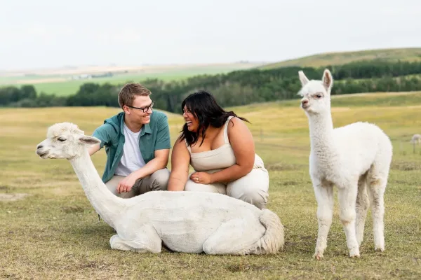 Kirk’s Alpaca Farm, things to do around Calgary