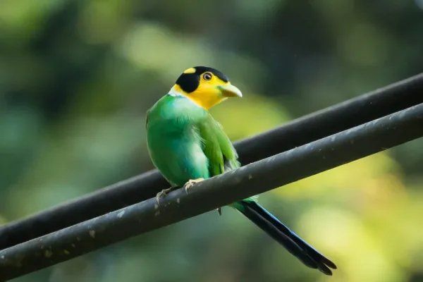 Long-tailed Broadbill Spotting Trail, Kao Yai National Park