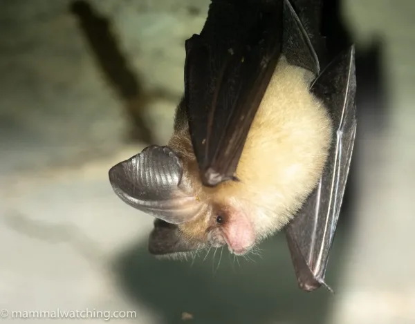 Fruit Bat Cave, Kao Yai National Park