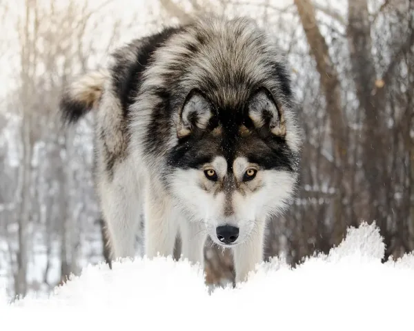 Yamnuska Wolfdog Sanctuary, Calgary