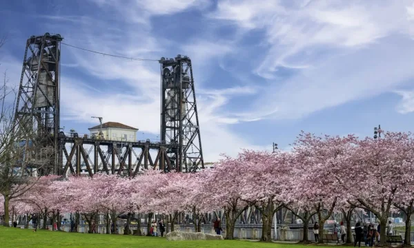 See the Cherry Blossoms at Waterfront Park, Portland date ideas