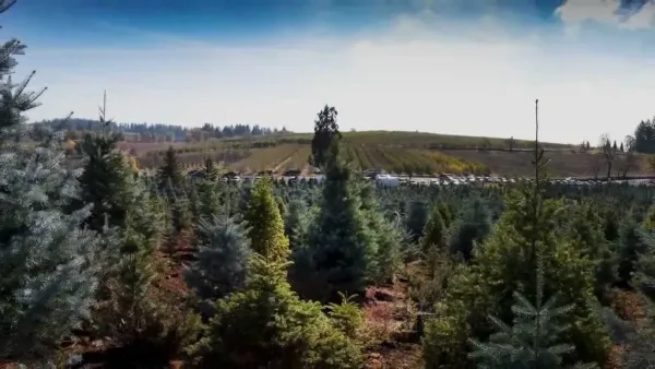 Cut Your Own Tree at Apple Hill, Christmas in Sacramento