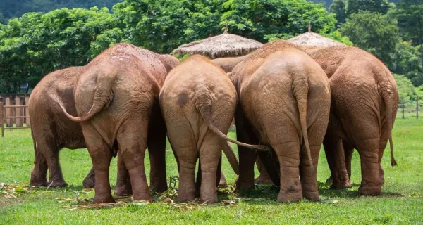 Elephant Nature Park, day trips from Chiang Mai
