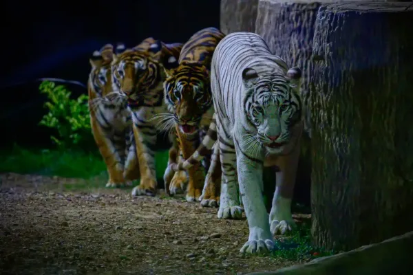Chiang Mai Night Safari