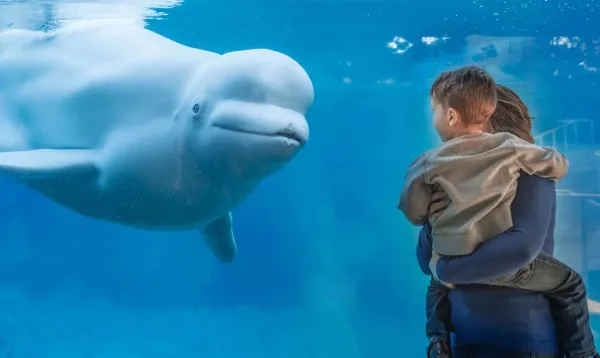 Mystic Aquarium, friday night date ideas in Mystic