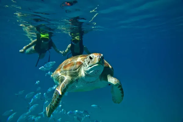 Swim with Sea Turtles, Barbados cruise port
