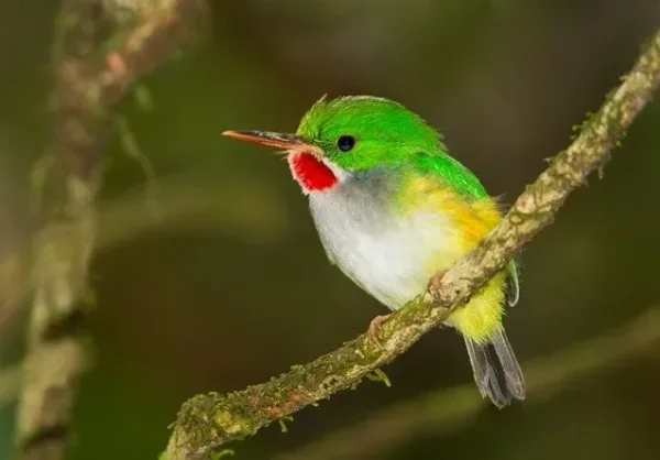 Puerto Rican Tody, birds in Puerto Rico
