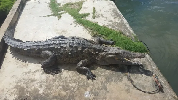 American Crocodile, animals in Jamaica