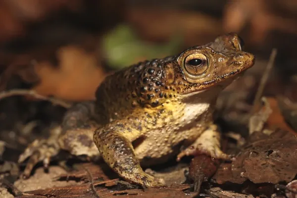 Puerto Rican Crested Toad