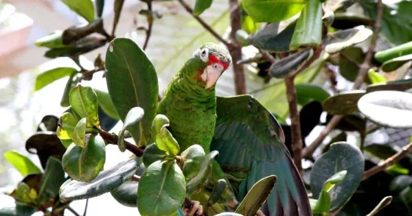 Puerto Rican Parrot, birds native to Puerto Rico