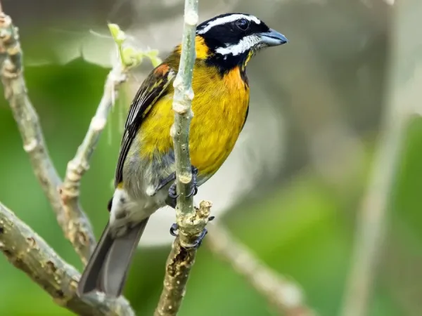 Puerto Rican Spindalis, birds native to Puerto Rico