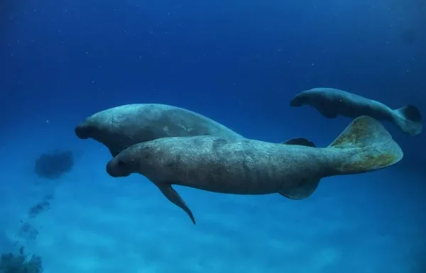 Manatee, animals in Jamaica